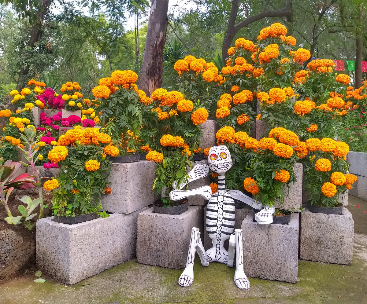 Ofrenda de muertos en Jardines del Pedregal. #AltarDeMuertos #jardinesdelpedregal 
Vecinos haciendo comunidad.
