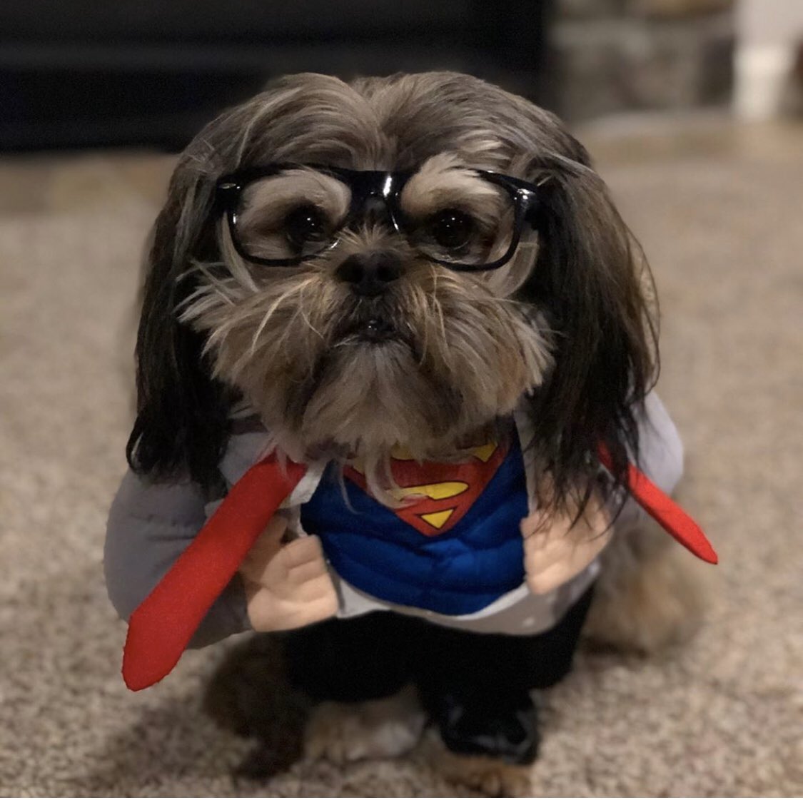 RKG_04's tweet photo. why does @kylewoodruff dog look smarter than me... probs got a 17 on the ACT https://t.co/Y0VNxsN1E3