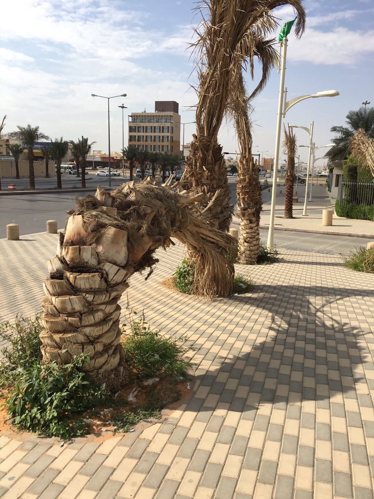 السدرة ،، تنبت لوحدها وبدون اي تكلفة او مصدر ماء وتعطينا هذة النتيجة والجمال
النخلة ،، تكلفتها علي الدولة مئات الدنانير وتعطينا هذا المنظر واضاعة الوقت والجهد والمال