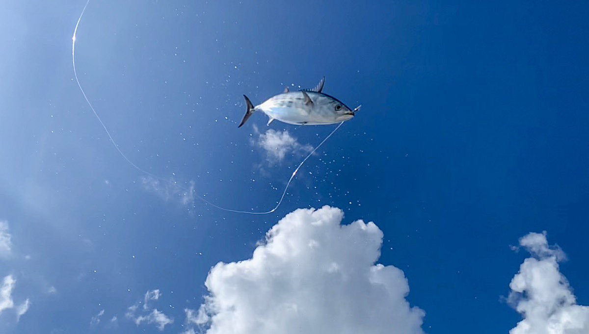 MasverinNews's tweet photo. It's always #oneline #onehook one #tuna at a time. #Maldives #poleandline #fishing #sustainable https://t.co/s6HiTXdoyq