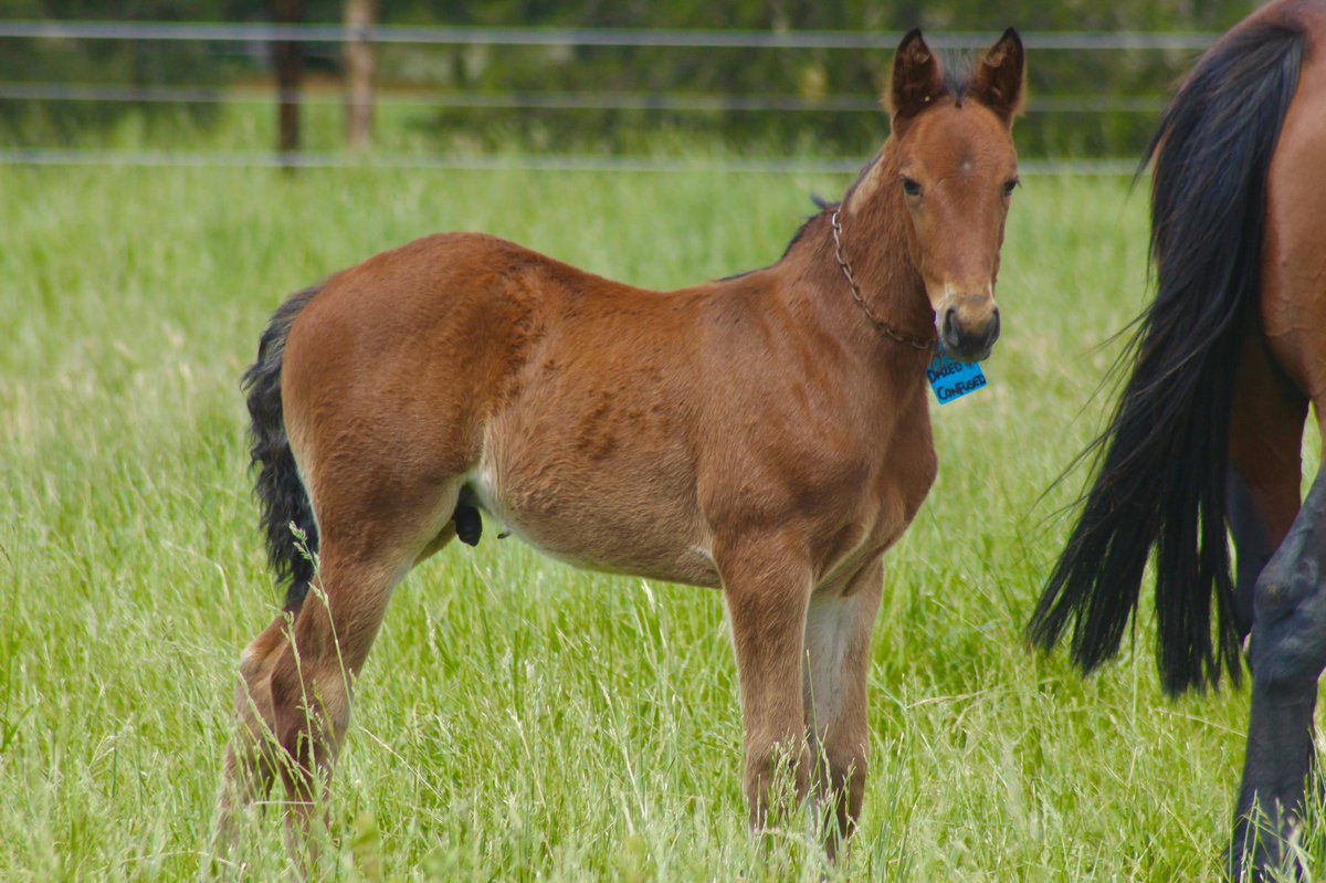 BenstudS's tweet photo. 2019 Foals - Benstud Vic 🦋 

Sweet Lou/ Dazed N Confused 

#benstudbornandraised #effortforresult @greatwhiteblaze @WoodlandsStudNZ https://t.co/FK33cm4J2H