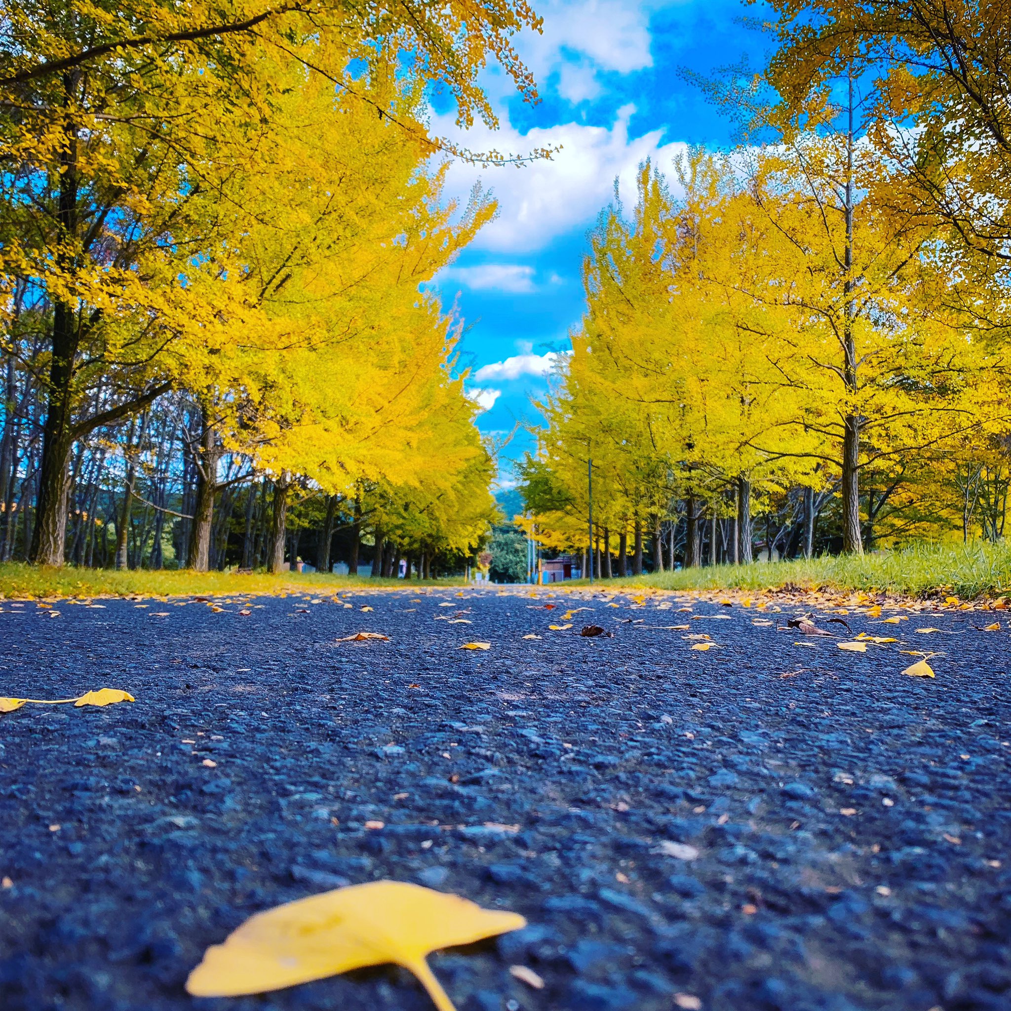 Miyazu Cerca Al Twitter Twitter