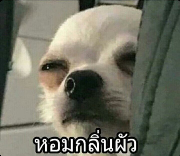 BEEBER170445's tweet photo. "พูดอะไรของเจ้า!"
"แต่งค่ะ"
"ข้ายั--"
"แต่งค่ะที่รัก" https://t.co/BWSBq6W79M