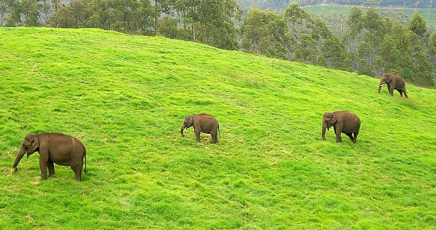 jansanGeorge's tweet photo. #Munnar 
#Keralatourism
#VisitMunnar 
#ShowcaseMunnar
#RealMunnarhotels 
#Hillstationholiday #honeymoondestination #cloudsvalley 

The wildlife tour in Munnar -connect with mother nature. https://t.co/P9R5gbbFcZ