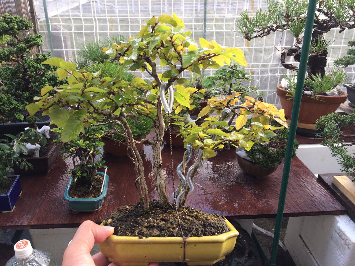 Tomy 富威 Bonsai A Twitter イワシデの寄せ植え盆栽です 一本だけ先取りで紅葉を始めました 夕方の日差しが当たり キレイです 盆栽人 至福のひととき 秋ですな 盆栽 Bonsai イワシデ 寄せ植え