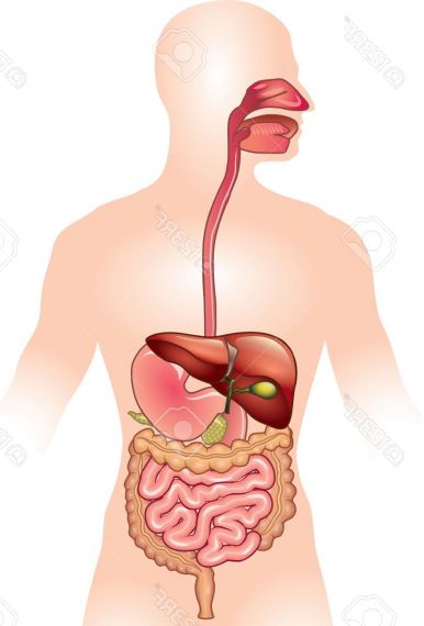 #FelicitàAlimentare #digestione Le sensazioni di fame e di sazietà sono modulate dalla sinergia di tutto il sistema fisiologico di regolazione alimentare... #TaccuiniGastrosofici #AccademiaItalianaGastronomia