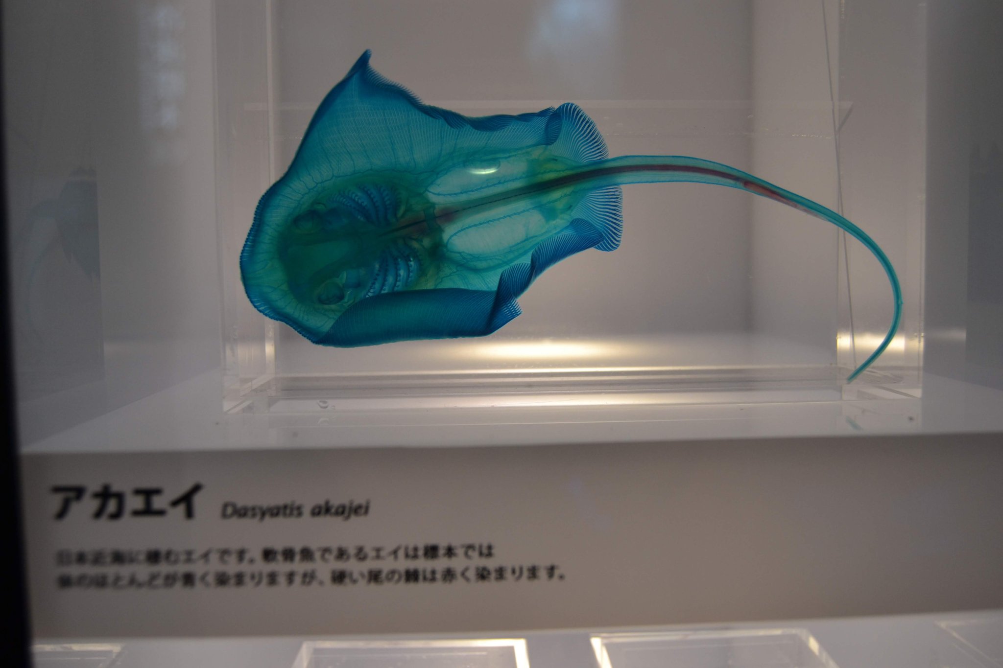 灯 On Twitter 歯はお終いにして エイ サメ ギンザメは軟骨魚類だけど 軟骨か硬骨かは成分の問題で骨が全て軟らかいわけではないらしい ただ 軟骨は化石になりにくいので サメの化石は専らエナメル質で覆われた歯たそう 透明標本は硬骨は赤 軟骨は青に染まる