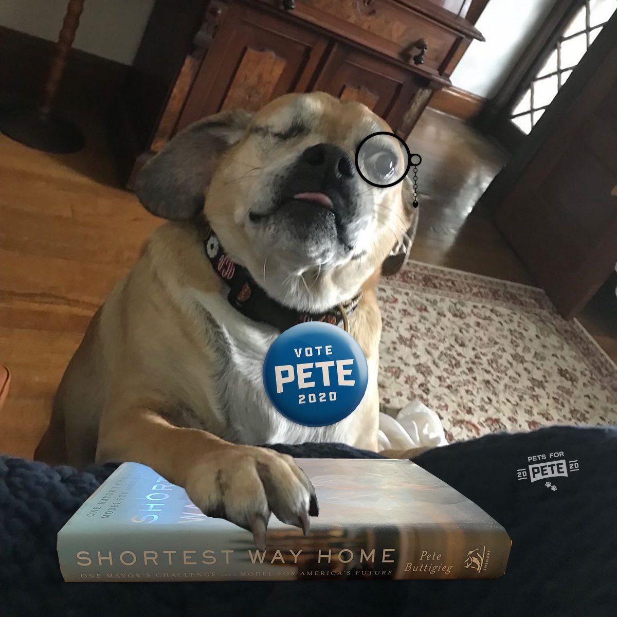 Reading a happy story for @firstdogsSB Book Club.

cc @Chas10Buttigieg 

#petsforpete #peteforamerica #pete2020 #teampete #wintheera #phasethree #petebuttigieg #buddybuttigieg #bookclub #shortestwayhome