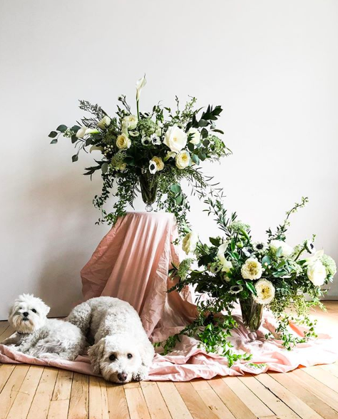 easeforwork's tweet photo. How to brighten up your day now that #DaylightSavings is over: Plants, flowers, and obviously - DOGS 🐶🌿
📸: @crownflora https://t.co/bDT8NtqCsY