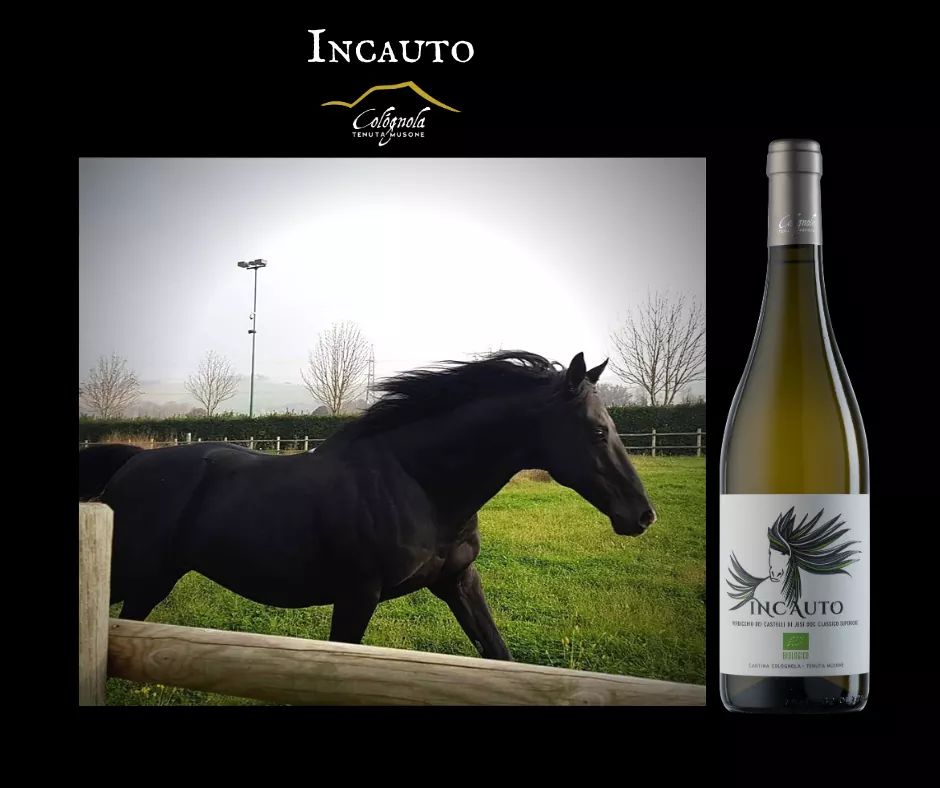 COLOGNOLAWINERY's tweet photo. Due grandi passioni che si incontrano....
#TenutaMusone #Colognola #Verdicchio #organicwines #Incauto #horses https://t.co/Rv4bRwaiKa