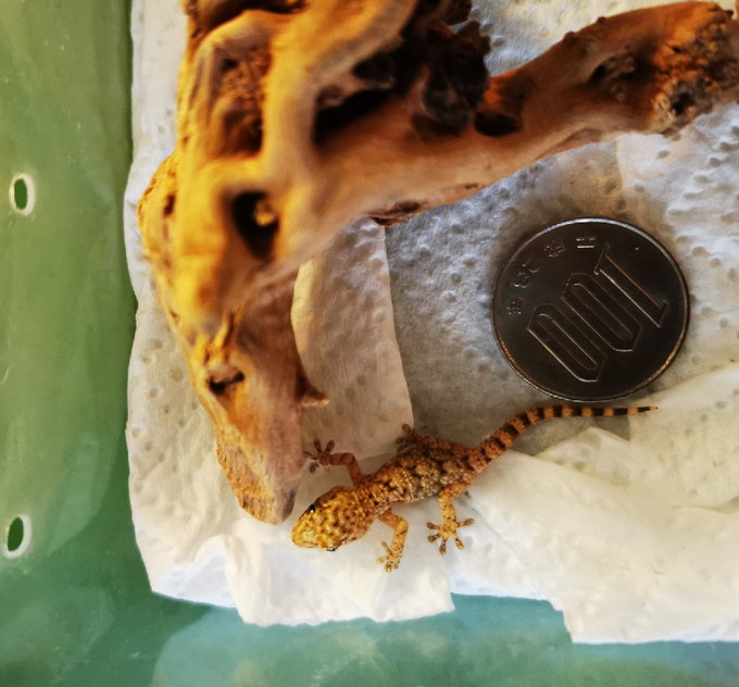 4ヶ月半も経って、うちのムーアカベヤモリの卵がやっと孵りました!すごくちっちゃくて可愛いです😊大きく成長できますように～ 