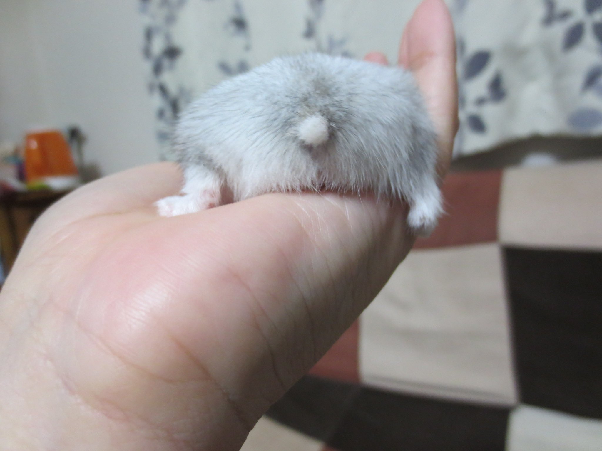 ハムケツ Pencarian Twitter Twitter