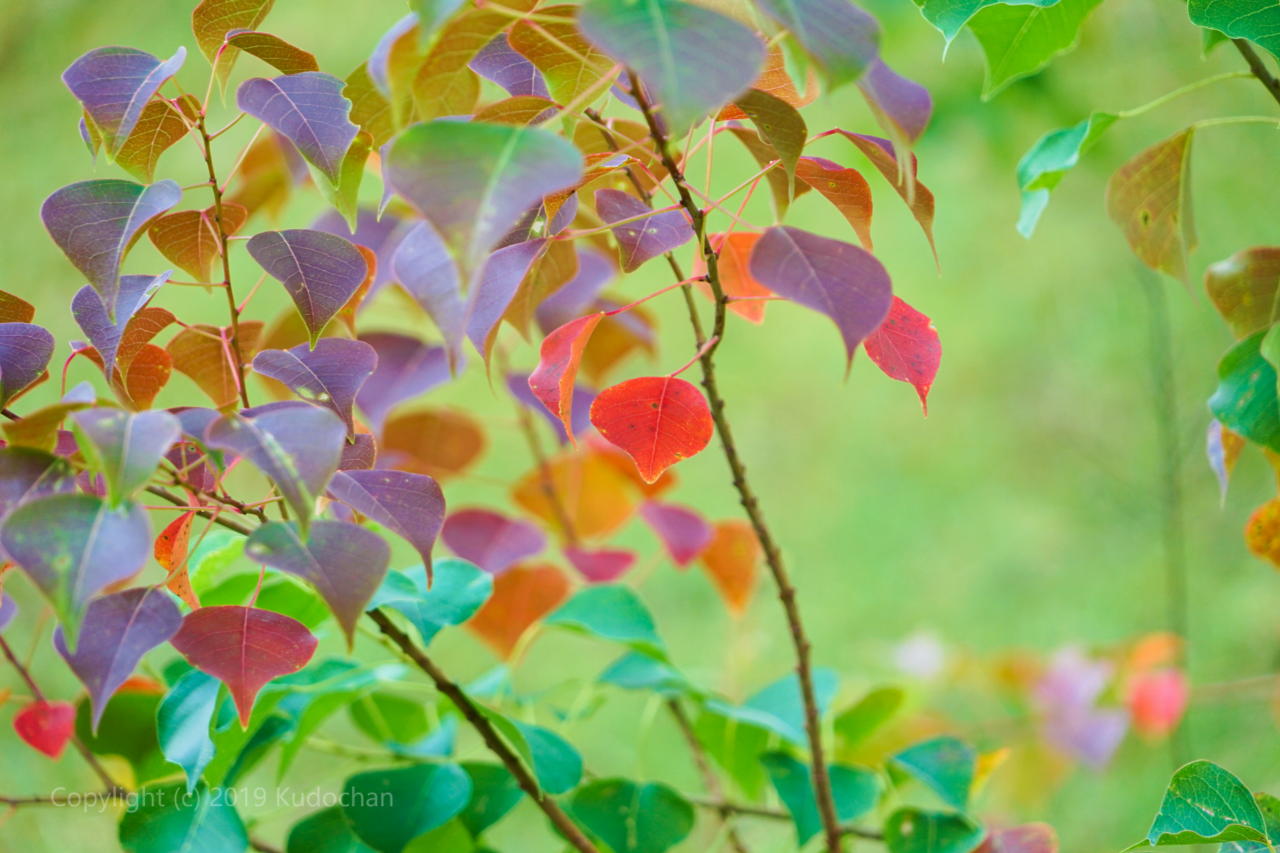 Kudochan ナンキンハゼのグラデーション 紅葉が美しい葉っぱです 紅葉 ナンキンハゼ T Co Culvmkmoww Twitter