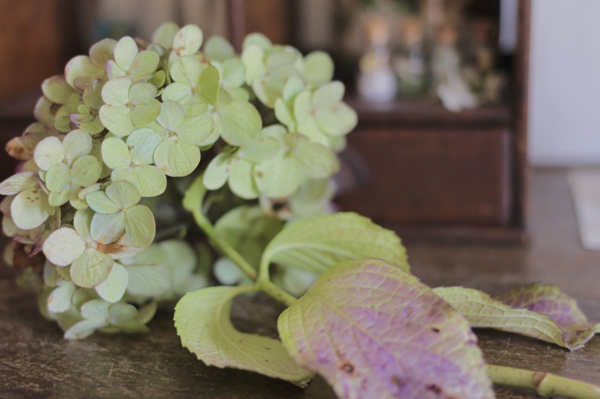 珠璃 ゚ 秋紫陽花 アンティーク調の色も素敵 写真は 友人の家に残ってた紫陽花がよい感じになっていたので 貰ってきたばかりの時のもの 今はもう少しくすんだ色みになりました 秋紫陽花 紫陽花 花 秋 ファインダー越しの私の世界 珠璃 ゚ 秋紫陽花 アンティーク調の色も素敵 写真は 友人の家に残ってた紫陽花がよい感じになっていたので 貰ってきたばかりの時のもの 今はもう少しくすんだ色みになりました 秋紫陽花 紫陽花 花 秋 ファインダー越しの私の世界