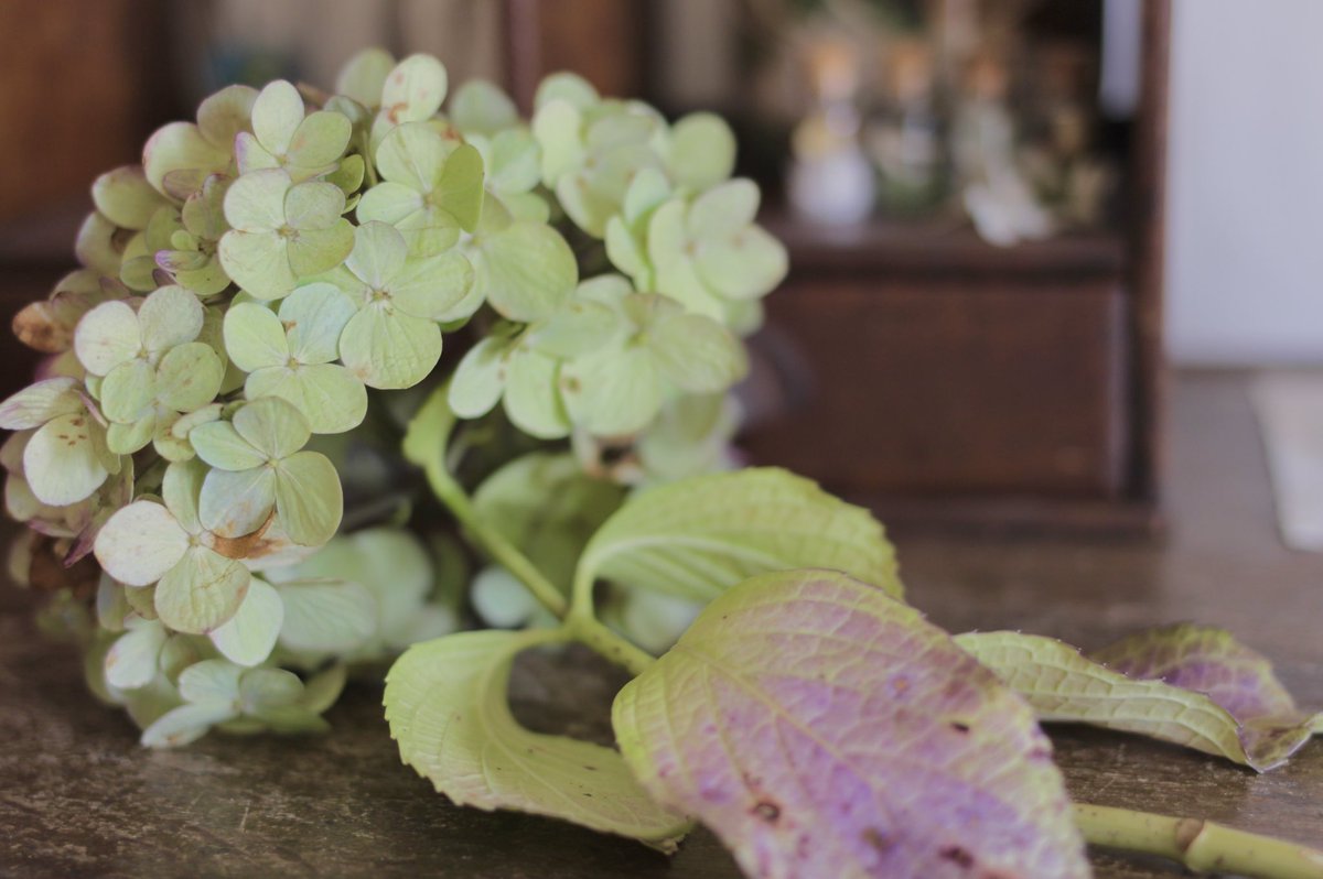 珠璃 ﾟ 秋紫陽花 アンティーク調の色も素敵 写真は 友人の家に残ってた紫陽花がよい感じになっていたので 貰ってきたばかりの時のもの 今はもう少しくすんだ色みになりました 秋紫陽花 紫陽花 花 秋 ファインダー越しの私の世界