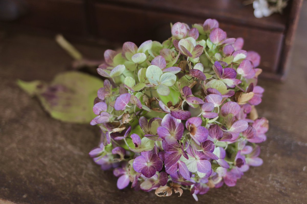 珠璃 ﾟ 秋紫陽花 アンティーク調の色も素敵 写真は 友人の家に残ってた紫陽花がよい感じになっていたので 貰ってきたばかりの時のもの 今はもう少しくすんだ色みになりました 秋紫陽花 紫陽花 花 秋 ファインダー越しの私の世界