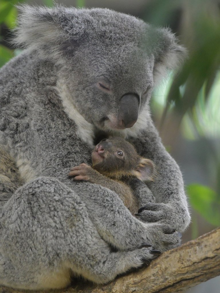 ট ইট র 都築英哲 埼玉県こども動物自然公園で暮らすコアラ クインとポッケの外へと出てくるようになった赤ちゃんコアラ 眠っているお母さんのお鼻を触る ぺろぺろと優しくされる 赤ちゃんは何度もお鼻を触る コアラの親子は本当に素敵