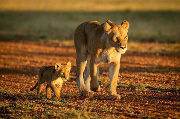 Mother is the first teacher for every kid. 

Always follow the footstep of the mother.

#tanzania  #safari  #tarangire  #africa  #tarangirenationalpark  #wildlife  #wildlifephotography #travel #giraffe  #africanamazing  #adventure #tanzaniasafari  #africansafari  #capturethewild
