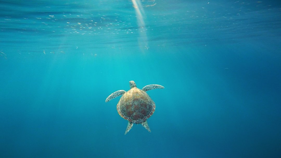 _ClubParadise's tweet photo. The ocean’s version of an angel. Snorkel in our house reef and you’ll find them! 🐢
#OurDiscovery Coron 📷: @alpacaCS https://t.co/V8OOcJpaWk