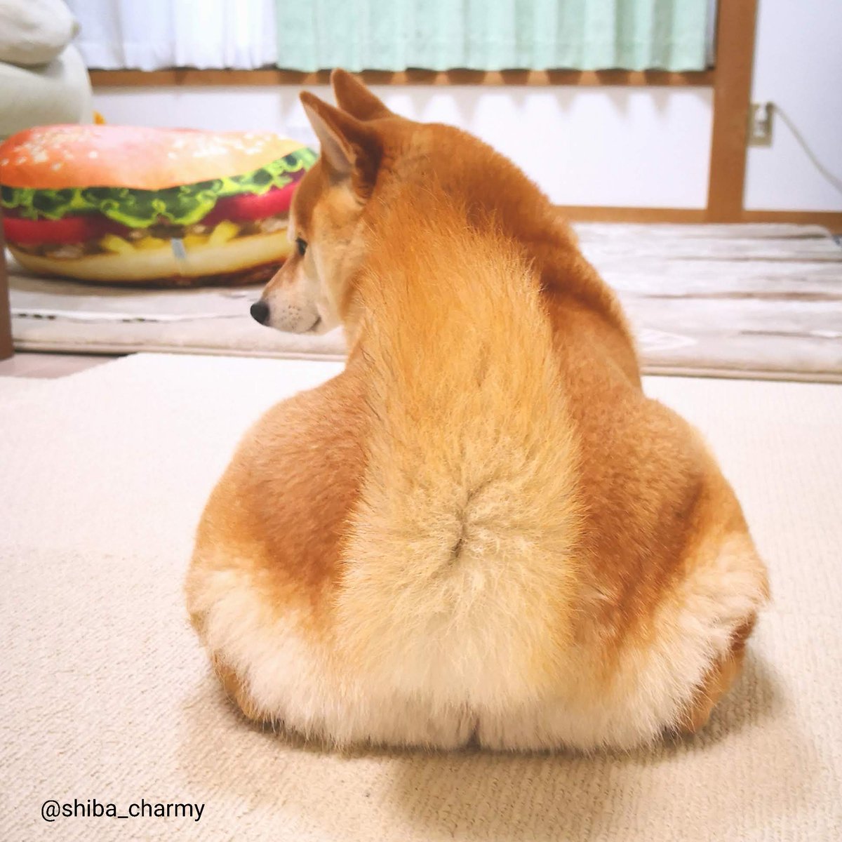 柴犬チャーミー Ar Twitter いいおしりの日 もふもふ 柴犬 Shiba