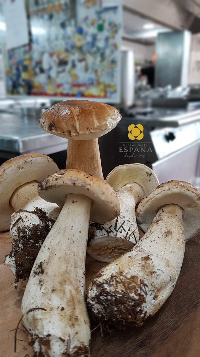 RestEspana's tweet photo. Recién llegadas a nuestra cocina.👏👏
Con perdiz escabechada, con castañas, en arroces, con merluza del pincho, con conejo...
En nuestra nueva carta las tenemos de mil maneras 😊
La temporada de setas 🍄 en el Restaurante España ha comenzado.😃
#RestauranteEspaña #CocinandoSetas https://t.co/q02BZRK2lJ