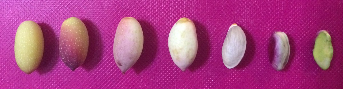L’#outfit giusto?#pistacchiodiraffadali #dop #eccellenze #eccellenzesiciliane