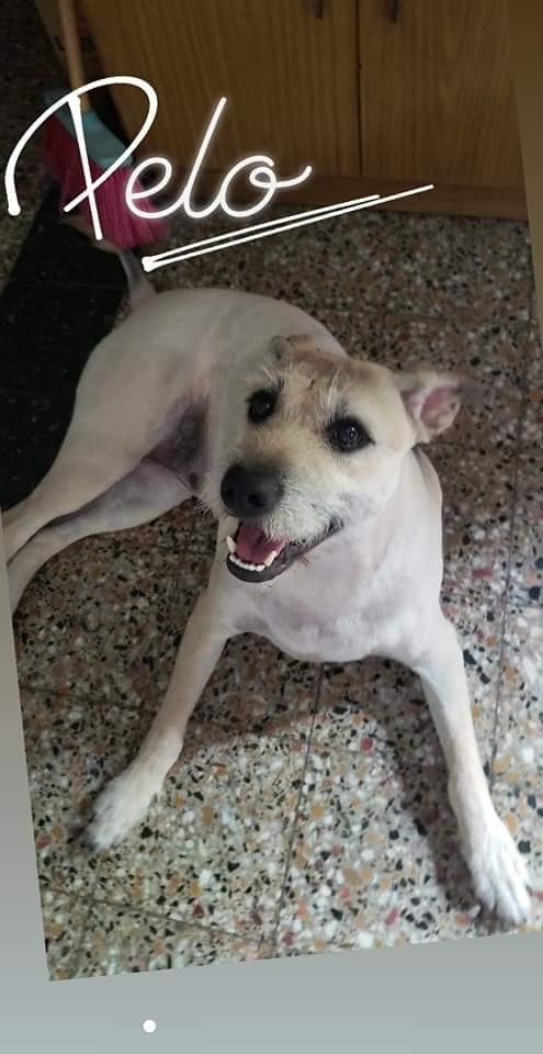 SeleneBasualdo's tweet photo. Ella es PELO 🐶 cruza con barbincha ahora estaba pelada gorda y lomuda donde le estaba creciendo el pelo oscuro.En la cola tiene el corte leon peludo en la https://t.co/FlL66ZxxJv gratificara cualquier dato o la traiga a su casa Moreno y 25 de Agosto.Debe estar muy asustada https://t.co/eVLo9S1rQB
