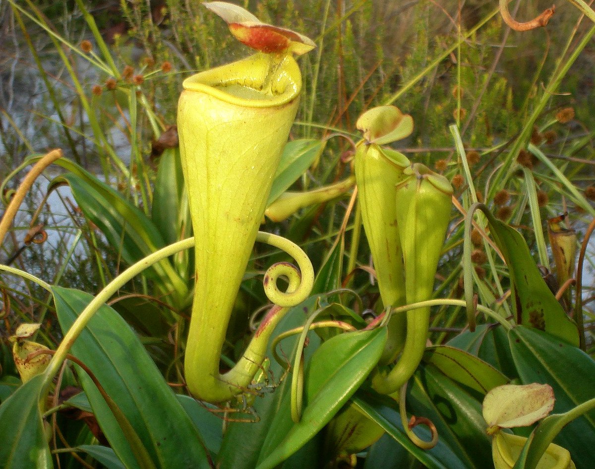 ClubBci's tweet photo. 🎋 « Nepenthes madagascariensis » is a carnivorous plant native to Madagascar.🌱 It can be seen on the east coast of the island and more particularly on the Masoala peninsula.🍃
https://t.co/B13wPQDyMp https://t.co/Z1EpMHjlNE