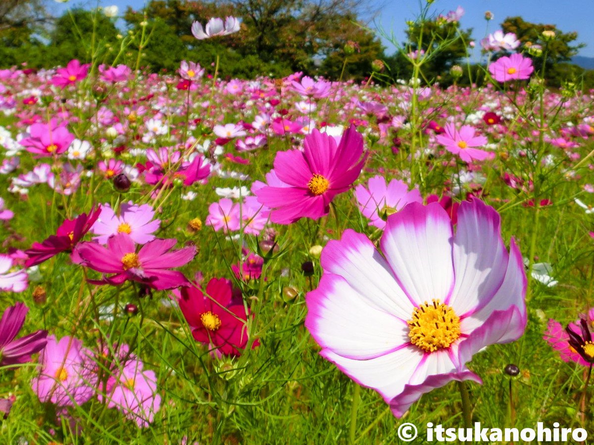 いつかのひろ いつかのピコティ コスモス 写真好きな人と繋がりたい