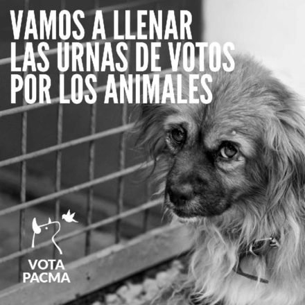 En los últimos meses, como siempre, todos los días he visto casos de maltrato y total injusticia con los animales, de nuevo los partidos políticos callaron y es ahora en campaña cuando solo saben dar total vergüenza. Este #10N mi voto va de nuevo para <a href="/PartidoPACMA/">PACMA</a>. #YoVotoPacma