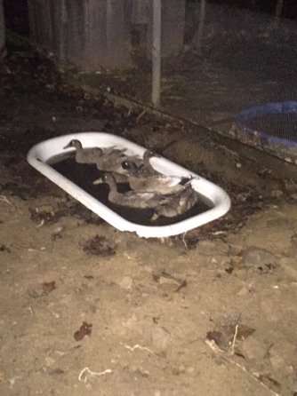 FarmCameron's tweet image. Ducks out enjoying their tub #Ducks #farming #CanadianGrown