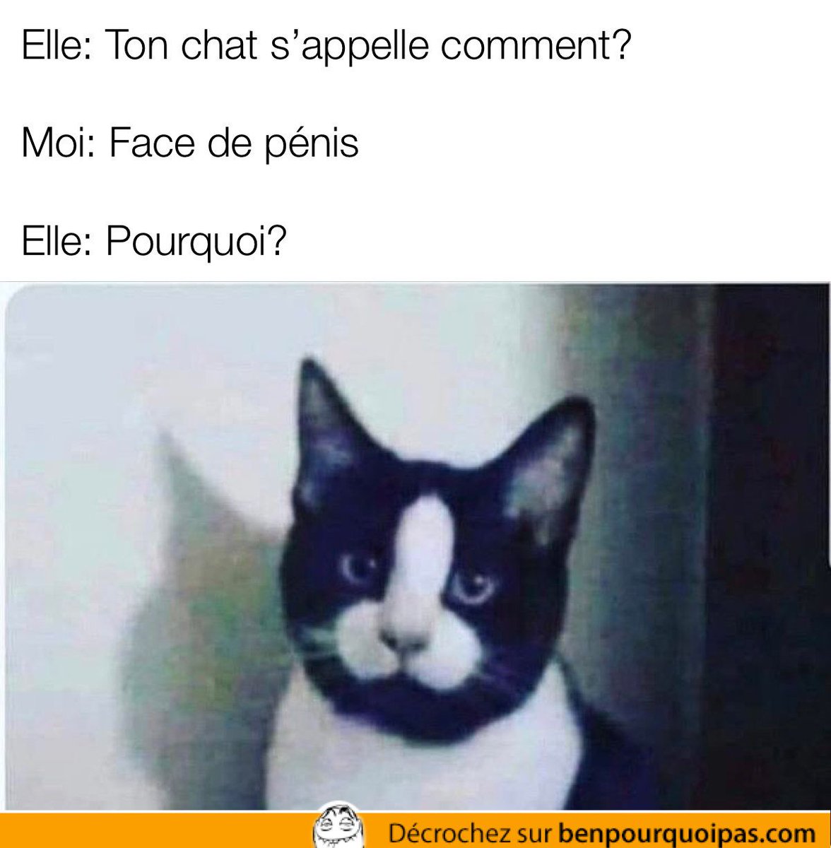 Uzivatel Ben Pourquoi Pas Humour Na Twitteru Pourquoi T As Appele Ton Chat Tete De Gland T Co 2qykk5sf8j Benpourquoipas Meme Lolll Animaux Memes Mortderire Mdrrr Humourdouteux Chat Sarcasme Drole Articledujour Humournoir Uzivatel Ben Pourquoi Pas Humour Na Twitteru Pourquoi T As Appele Ton Chat Tete De Gland T Co 2qykk5sf8j Benpourquoipas Meme Lolll Animaux Memes Mortderire Mdrrr Humourdouteux Chat Sarcasme Drole Articledujour Humournoir
