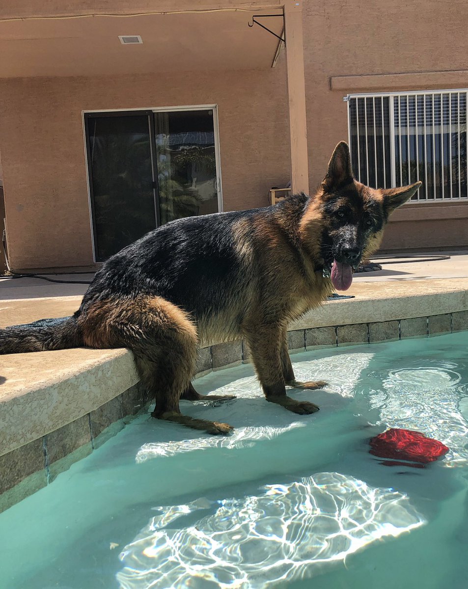 This is Riggs. Every morning he sits on the poolside with his frisbee, but today he dropped it. Wondering if you could grab it since you look closer. 13/10