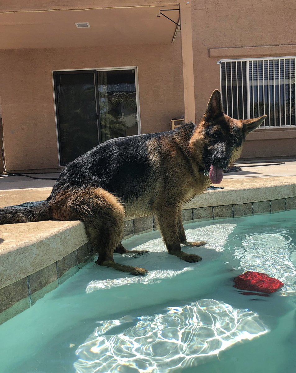 dog_rates's tweet photo. This is Riggs. Every morning he sits on the poolside with his frisbee, but today he dropped it. Wondering if you could grab it since you look closer. 13/10 https://t.co/BCPZviF8N3