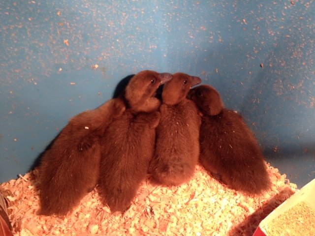 FarmCameron's tweet image. Couple of weeks old and almost ready for the outside Weather🐣🐣🐣🐣