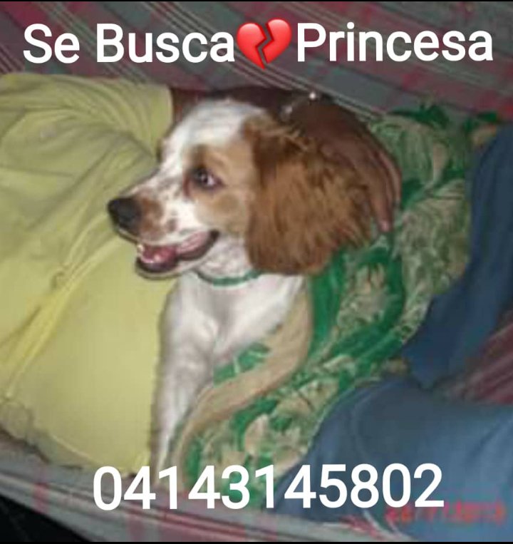 maribeld_'s tweet photo. 🆘️SE BUSCA  #PRINCESA🐾  Robada dentro de la camioneta el día 2 de noviembre por el sector de Santa Mónica, Caracas. Cualquier información ☎️ 04143145802
@PerroUsuario @GrodrigC https://t.co/PgdWgMpfov