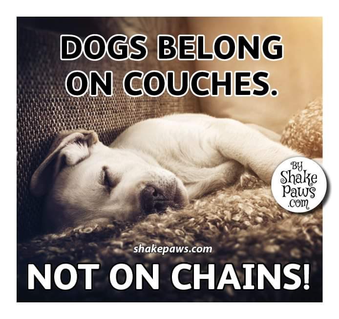 You got that right! Retweet if you agree!
#superproudpittyparents #superproudpittyparent #proudpittyparents #proudpittyparent #proudpittymom #proudpittydad #pitbullsforlife #pitbullpassion #pitbullstrong #pittylove #pitsofinstagram #pitbullsofinstagram #beautifulpitbulls