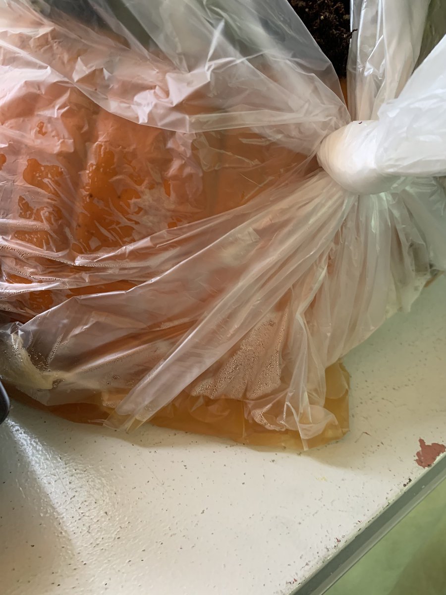 WeAreTheWeckies's tweet photo. Results are coming in... YES!! You can grow a pumpkin inside of an old pumpkin, if you work quick! Notice the rotting of the original pumpkin shell! Glad we wrapped it in a bag on Friday!!  🎃🌱🤢 @DublinWL @WalledLkSchools #wleced #stinkyscience https://t.co/n4X3bvWyXC