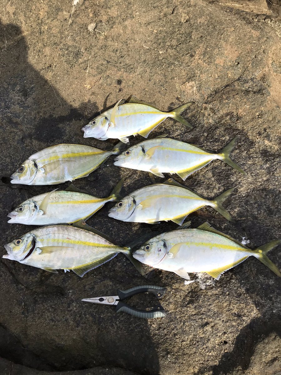 アジの王様 シマアジ 防波堤や磯でさくっと釣って美味しく食べよう 釣りメディアgyogyo