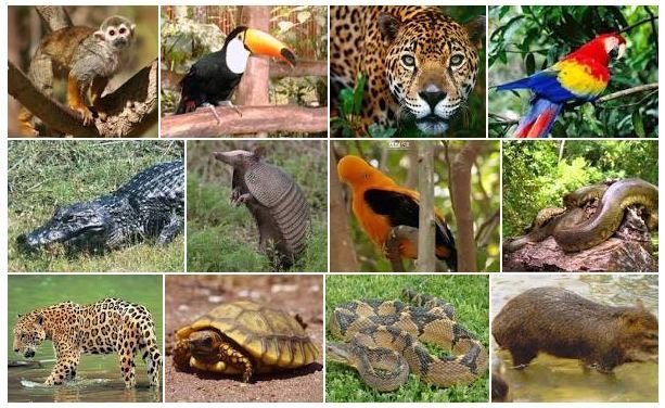 cronicasdefauna on Twitter: "#Peru es uno de los 12 países megadiversos, y la #Amazonia peruana es la segunda en importancia tras la de #Brasil. Mañana, en Crónicas de #Fauna: "La fauna de