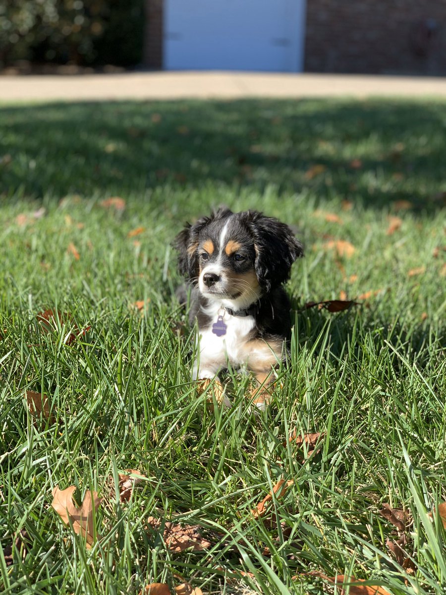 aussalier breeders near me