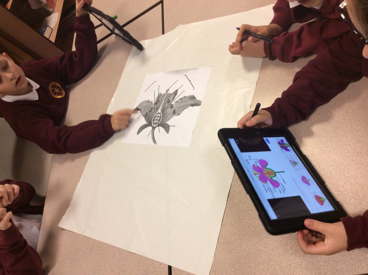 ABCPschool's tweet photo. 5/6P are researching and discussing the different parts of a flower #teamwork #ABPSScience https://t.co/eSLUA9M1lH