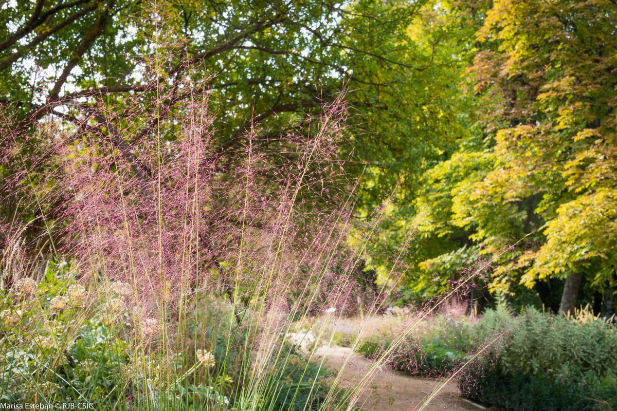 RJBOTANICO's tweet photo. Hermoso noviembre. 
#FelizLunes https://t.co/CVcMIMdKJK