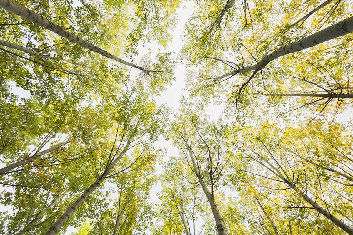 “The Fall is Coming” #canon #photography #photographer #fineart #otoño #chopos #álamos #autumn #davidfrutosphoto #fotografia #landscape #paisaje #bosque #forest #landscapephotography #paisajesnaturales #colorful #nature #naturaleza #portfolionatural #fall #leaves #hojas