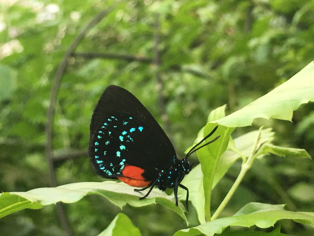 GalsShopper's tweet photo. A #serenity moment among these beautiful #butterflies. #mondaymorning #womenslifestyle #holidayshopping #parenting #babystroller #giftsforher #giftforhim #kitchenstorage #homeorganization #shiptlife #instacart #malficent #frozen2 #shoes #handbags #pets #iphone #cowboys #giants https://t.co/8KzujdTfDB