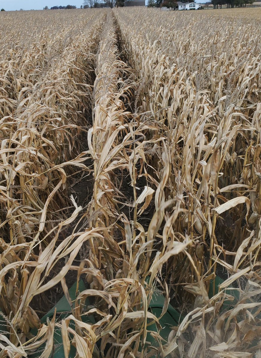 #harvest2019 winding down for #precisionag projects.  Harvesting a pinch row study today.  Look for results in #eFields.  Thanks <a href="/EbbertsSeeds/">Ebberts Field Seeds Inc.</a> for working with us. #agtech #CompactIntel