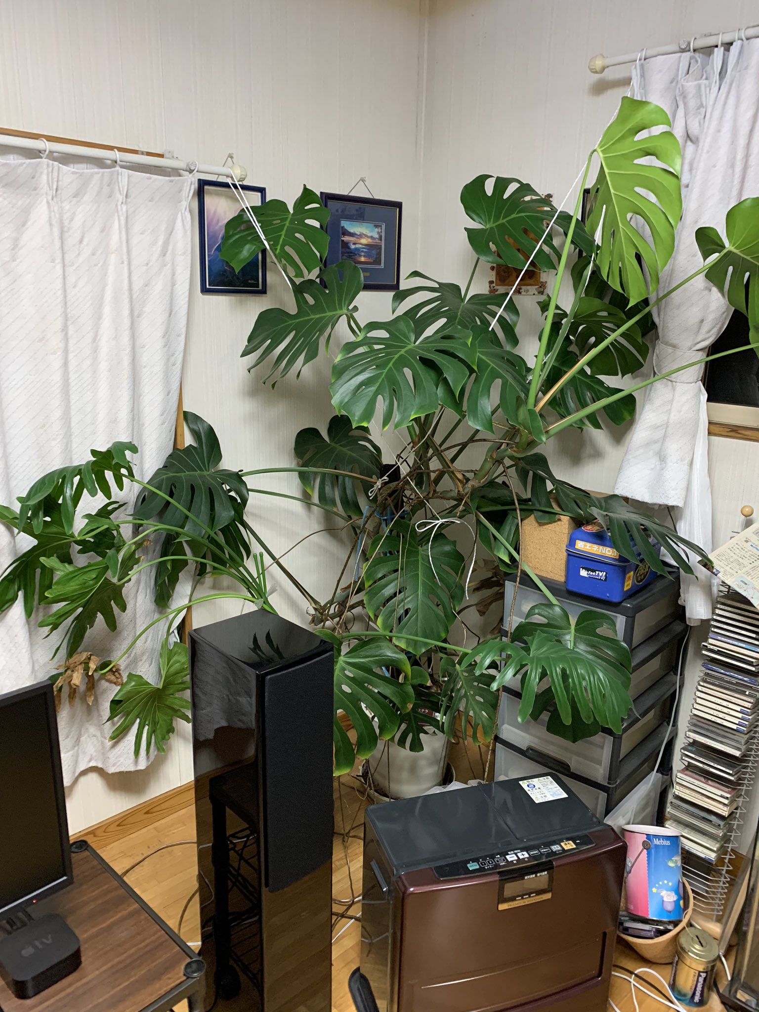 Admiral56 お部屋の片隅で巨大化チャレンジモンステラとセローム サトイモ科 はでっかいのが多いですね ポトスもほっとくとすんごいデカイ葉っぱになります 両方とも蔓性の植物なんですよ 一応 気根切らないと 観葉植物 モンステラ シンビン