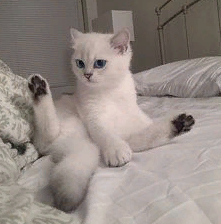 marillion13's tweet photo. MOL #KittyYoga by cute furriend #CobyTheCat!!! 
😹😹😹😽😽😽💖💖💖 https://t.co/JUJXoVY7Ue