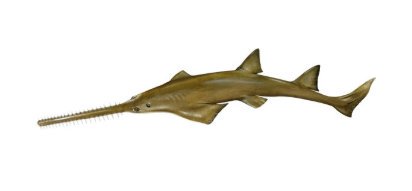 NOAA Sawfish Photo