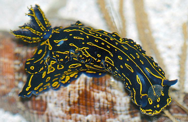 ShellMuseum's tweet image. Amazing slug alert- Regal Doris
shellmuseum.org/post/the-flori…